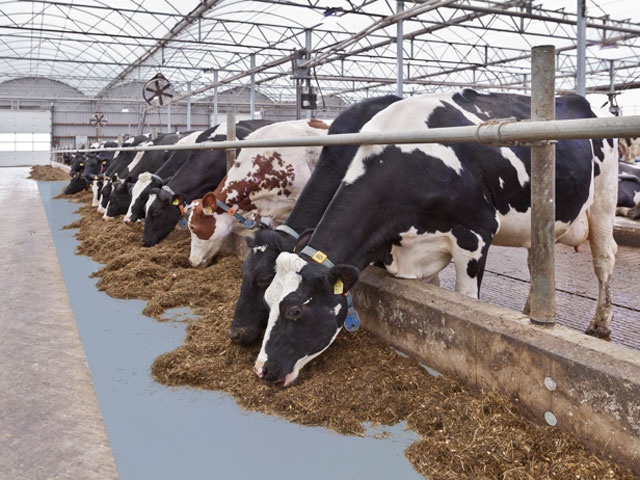Oberflächenschutz: DeLaval Plast™, Wandschutzplatten WPP, Futtertischbelag FTC