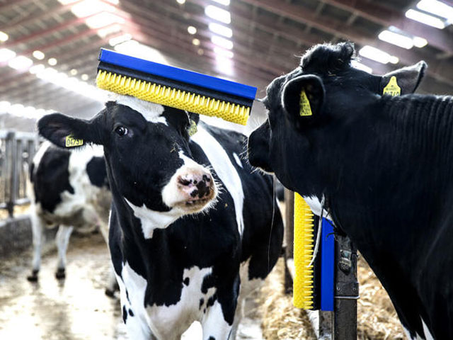 Tierwohl: Ventilation, Wasserversorgung, Kuhbürsten